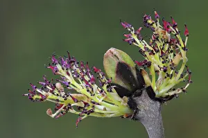 Blossom Prints: RF - Ash (Fraxinus excelsior) blossom breaking in spring