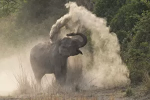Asian Elephant Gallery: RF-Asian elephant (Elephas maximus) dust bathing. Jim Corbett National Park, Uttarakhand