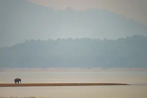Elephas Prints: RF - Asian elephant (Elephas maximus) standing at water's edge in hazy light