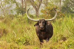 Wild Water Buffalo Prints: RF - Asiatic buffalo (Bubalus arnee) portrait