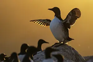 Varanger Peninsula Prints: RF - Atlantic guillemot (Uria aalge) standing on rock spreading its wings at sunset