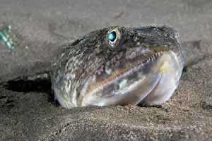 Lanternfish Prints: RF - Atlantic lizardfish (Synodus saurus) on seabed
