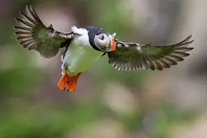 Varanger Peninsula Prints: RF - Atlantic puffin (Fratercula arctica) in flight