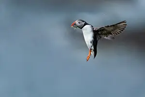 Fratercula Prints: RF - Atlantic puffin (Fratercula arctica) in flight with fresh fish catch in its beak