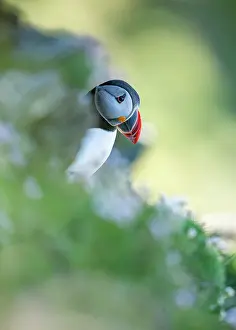 Fratercula Prints: RF - Atlantic puffin (Fratercula arctica) perched on a cliffside among wildflowers