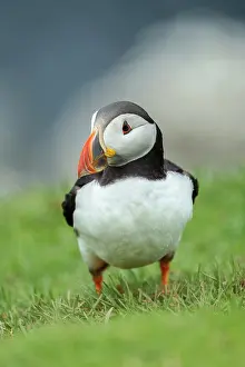 Fratercula Prints: RF - Atlantic puffin (Fratercula arctica) portrait