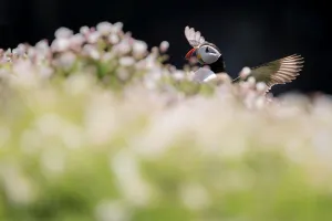 Rf17q1 Prints: RF - Atlantic puffin (Fratercula arctica) among sea campion (Silene maritima)