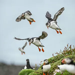 RF - Atlantic Puffins (Fratercula arctica) flying on to the cliff top