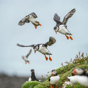 Inner Hebrides Prints: RF - Atlantic Puffins (Fratercula arctica) flying on to the cliff top