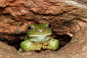 Western Australia Prints: RF - Australian green tree frog (Litoria caerulea) resting in a crevice within a cave