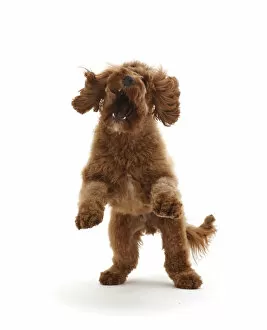 Canis Familiaris Gallery: RF - Australian Labradoodle, pouncing playfully