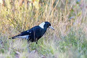 Canberra Prints: RF - Australian magpie (Cracticus tibicen) walking through grass