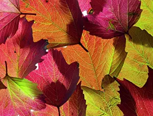 Dipsacales Prints: RF - Autumn leaves of Guelder Rose (Viburnum opulus)