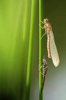 Zygoptera Prints: RF - Azure damselfly (Coenagrion puella) with exuvia