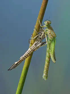 Sussex Prints: RF - Azure damselfly (Coenagrion puella) newly emerged imago beginning to open wings