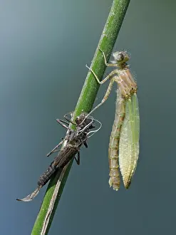 Sussex Prints: RF - Azure damselfly (Coenagrion puella) newly emerged imago with wings half expanded