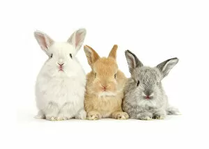 Mark Taylor Gallery: RF- Three baby lop rabbits