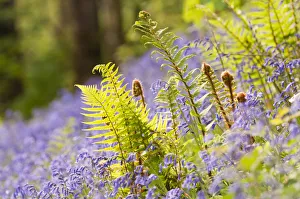 Pteridophytina Prints: RF- Backlit Fern (Philotum) growing among bluebells (Endymion nonscriptus). Lanhydrock