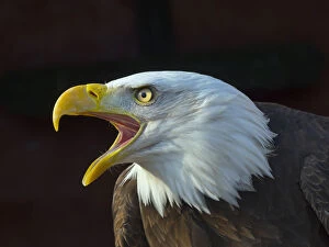2018 October Highlights Gallery: RF - Bald eagle (Haliaeetus leucocephalus) calling, captive, occurs in North America