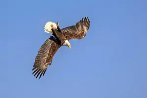 American Eagle Prints: RF - Bald eagle (Haliaeetus leucocephalus) in flight