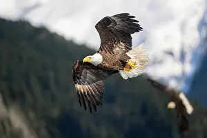 Clupeiformes Prints: RF - Bald eagle (Haliaeetus leucocephalus) in flight carrying Pacific herring (Clupea pallasii) prey