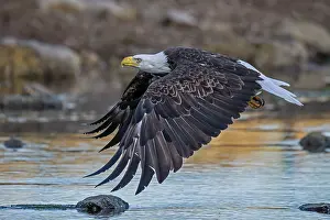 Accipitriformes Prints: RF - Bald eagle (Haliaeetus leucocephalus) in flight over water