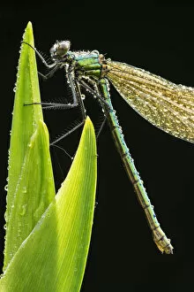 Black Background Gallery: RF- Banded demoiselle (Calopteryx splendens), resting on dew covered reed, Lower Tamar Lakes