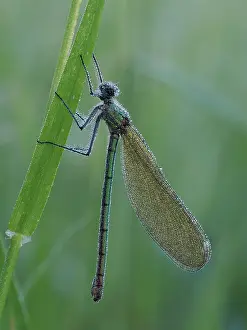 Zygoptera Prints: RF - Banded demoiselle (Calopteryx splendens) female