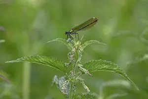 Zygoptera Prints: RF - Banded demoiselle (Calopteryx splendens) female