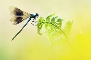 Zygoptera Prints: RF - Banded demoiselle (Calopteryx splendens) male
