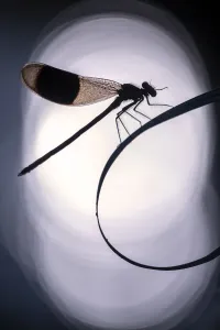 Agrion Splendens Gallery: RF - Banded demoiselles (Calopteryx splendens) male roosting among grasses, silhouetted