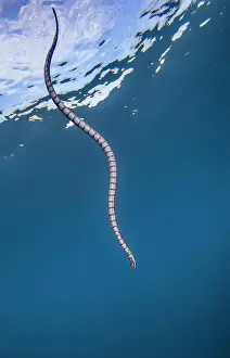 Viper Prints: RF - Banded sea krait (Laticauda sp)