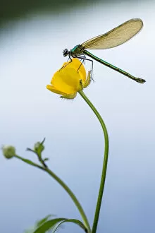 Images Dated 27th May 2012: RF- Bannded demoiselle (Calopteryx splendens), resting on buttercup, Lower Tamar Lakes