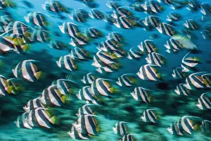 Purpose Prints: RF - Bannerfish (Heniochus diphreutes) schooling in coral reef