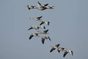 True Goose Prints: RF - Bar-headed geese (Anser indicus) flock in flight