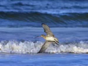 2020 May Highlights Gallery: RF - Bar-tailed godwit (Limosa lapponica) in flight over the Wash, Norfolk, UK. November