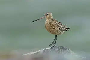 Speckled Prints: RF - Bar-tailed godwit (Limosa lapponica) female
