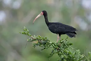 Threskiornithidae Prints: RF - Bare-faced ibis (Phimosus infuscatus) perched in tree