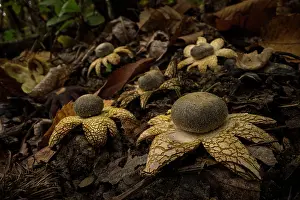 Boletales Prints: RF - Barometer earthstar mushrooms (Astraeus hygrometricus) fruiting together in woodland