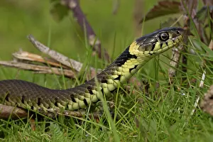 Squamata Prints: RF - Barred grass snake (Natrix helvetica) juvenile