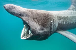 2019 October Highlights Gallery: RF - Basking shark (Ceterhinus maximus) feeding on plankton in Senen Cove, Cornwall, UK