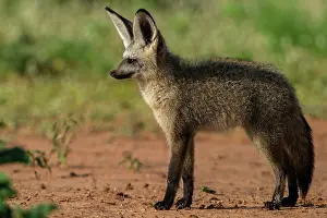 Private Reserve Prints: RF - Bat-eared fox (Otocyon megalotis) portrait