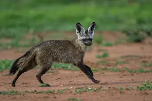 Marakele Np Prints: RF - Bat-eared fox (Otocyon megalotis) running over dry ground