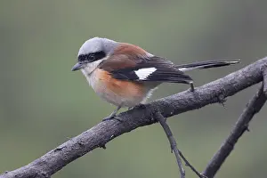 Shrike Prints: RF - Bay-backed shrike (Lanius vittatus) perched on branch