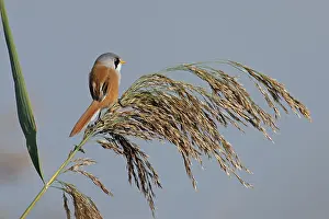 Panuridae Prints: RF - Bearded reedling (Panurus biarmicus) male
