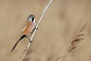 Panuridae Prints: RF - Bearded tit (Panurus biarmicus) male