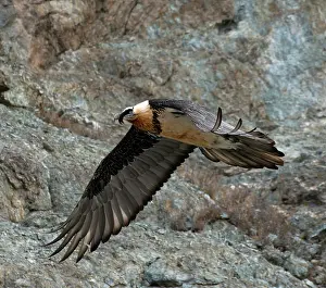 Ladakh Prints: RF - Bearded vulture (Gypaetus barbatus) in flight