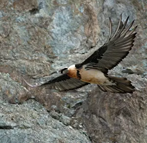 Ladakh Prints: RF - Bearded vulture (Gypaetus barbatus) in flight