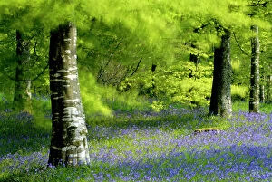 Cool Coloured Woodlands Collection: RF- Beech (Fagus) and Bluebell (Hyacinthoides non-scripta) woodland at Lanhydrock, Cornwall. UK