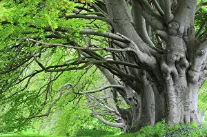 Trunk Prints: RF - Beech (Fagus sylvatica) trees with fresh